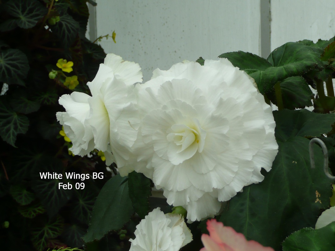 B. ‘White Wings’